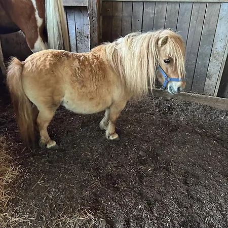 Badischhaus Am Waldrand & Weitblick