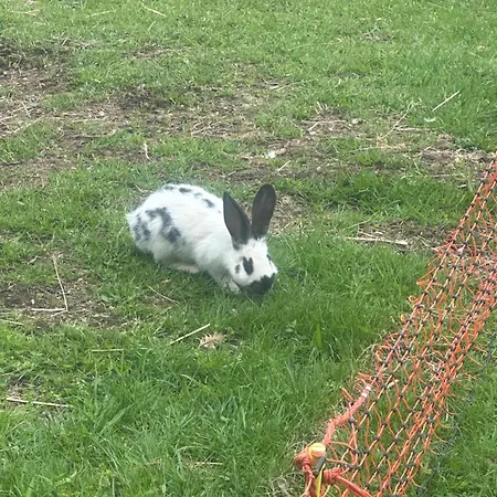 Badischhaus Am Waldrand & Weitblick Appartement Herrischried
