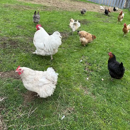 Badischhaus Am Waldrand & Weitblick Herrischried