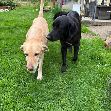 Διαμέρισμα Badischhaus Am Waldrand & Weitblick Herrischried