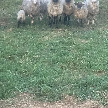 Badischhaus Am Waldrand & Weitblick