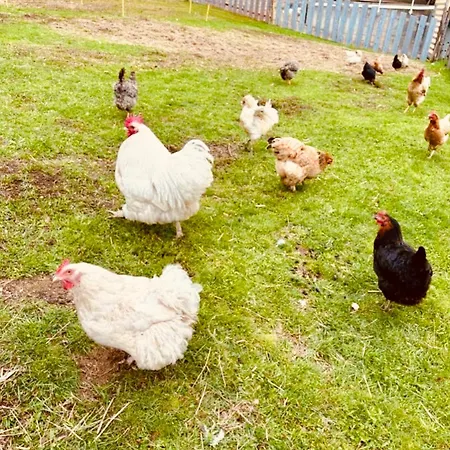 Badischhaus Am Waldrand & Weitblick Herrischried