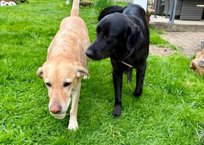 Badischhaus Am Waldrand & Weitblick Apartament