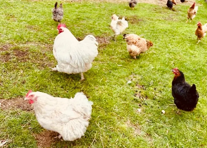 Badischhaus Am Waldrand & Weitblick Herrischried
